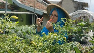 BRInita Sukses Jadikan Kelurahan Padjajaran Bandung Jadi Percontohan Urban Farming - GenPI.co SULTRA