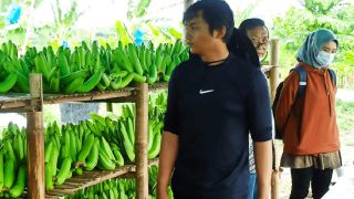 Klaster Pisang Cavendish di Pasuruan, Kini Semakin Sukses - GenPI.co SULTRA