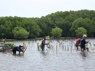 Komitmen Melestarikan Lingkungan, Bio Farma Tanam 4.000 Mangrove - GenPI.co JATIM