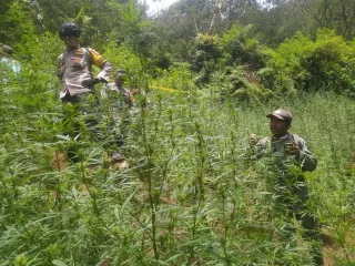 Heboh! Ladang Ganja Ditemukan Dekat Gunung Bromo dan Semeru - GenPI.co JATIM