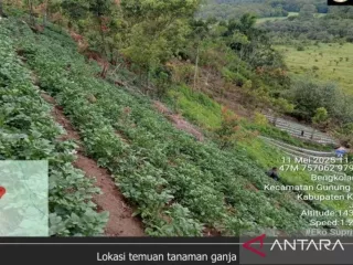 Seusai Temuan Ganja, Tim TNKS Sisir Kawasan Sekitar Gunung Kerinci - GenPI.co