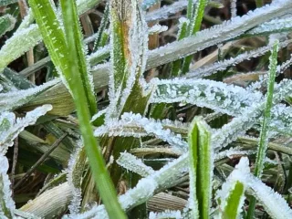 Dieng Beku! Suhu Turun hingga -2 Derajat Celsius, Embun Upas Muncul - GenPI.co BANTEN