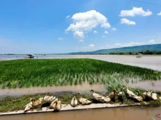 Ratusan Hektare Sawah Terendam Banjir di Situbondo - GenPI.co KEPRI