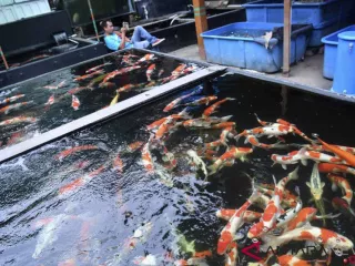Sejumlah Kolam Budi Daya Ikan di Sleman Kekurangan Air Akibat El Nino - GenPI.co JATIM