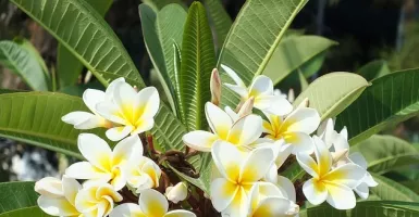 Minyak Bunga Kamboja Ampuh Obati Penyakit Ganas, Buktikan!