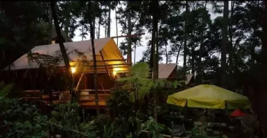 Camping Nyaman di Pondok Rasamala, Nuansa Hutannya Dapat!