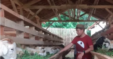Sarjana Pertanian Ini Usaha Ternak Domba, Cuannya Bukan Main