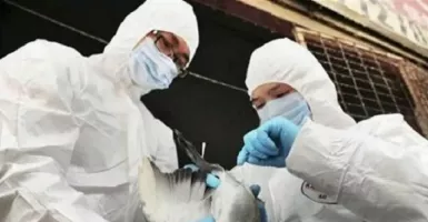 China Amsyong Baru Kena Virus Corona, Flu Burung Muncul Berbahaya