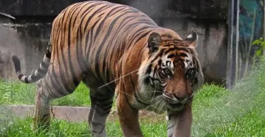 Seekor Harimau Berkeliaran di Kampung, Ternak Warga Dimangsa