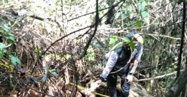 Ditemukan Mayat Tanpa Kepala di Riau, Diduga Diterkam Harimau
