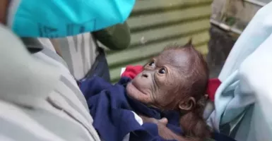 Bahagia! Bayi Orangutan Lahir di Gembira Loka Yogya