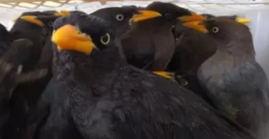 Ribuan Burung Gagal Diselundupkan di Pelabuhan Bakauheni