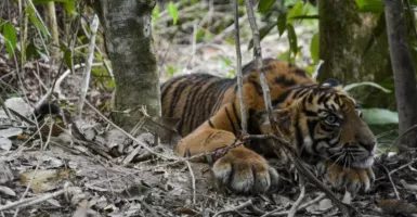 Seekor Harimau Teror Warga di Aceh Barat Daya, BKSDA Imbau Ini
