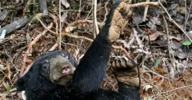 Bayi Beruang Madu Berhasil Dievakusi di Riau