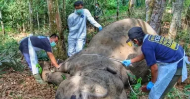 Seekor Gajah Betina Ditemukan Mati di Kebun Karet Riau