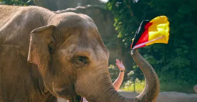 Ramalan Gajah Yashoda Dahsyat, Bikin Portugal Hancur dari Jerman
