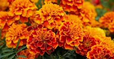 Tinggi Vitamin C, Teh Bunga Marigold Ampuh Dongkrak Imunitas