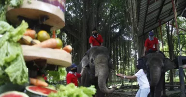 Pelonggaran Aturan, Kunjungan Solo Zoo Meningkat