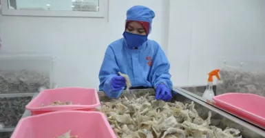 Wow, Setahun Lampung Hasilkan 62 Ton Sarang Burung Walet