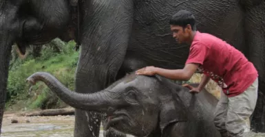 Anak Gajah Bertubuh Gemuk Mati Mendadak, Diduga Karena Ini