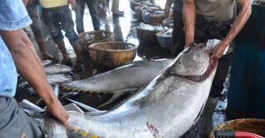 Pakai Alat Ini, Nelayan Bakal Mudah Tangkap Ikan Primadona