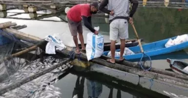 Keracunan Belerang, Ribuan Ikan Nila Mati di Danau Batur Bali
