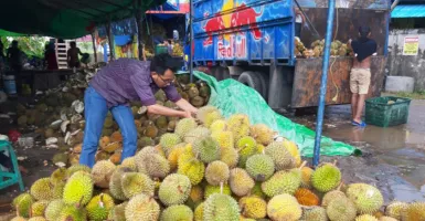 Panen Raya di Tengah Pandemi! Durian di Pontianak Melimpah