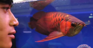 Pencuri Ikan Arwana Super Red Ditangkap, Senilai Rp 24 Miliar
