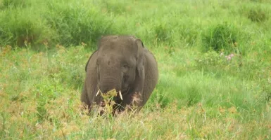 Api Berhasil Dipadamkan, 50 Gajah Selamat dari Karhutla