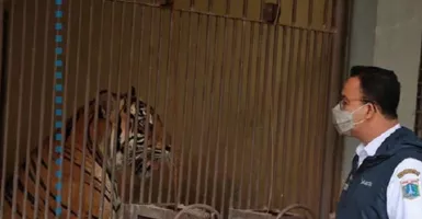 Harimau di Ragunan Terpapar Corona, Anggota DPRD DKI Buka Suara