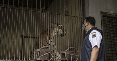 Sedih, Anies Baswedan Jenguk Dua Harimau Positif Covid-19