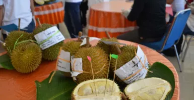 6.500 Durian Ludes Dilelang, Uangnya Dikasih ke Petani