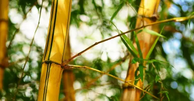Rebusan Daun Bambu Kuning Bikin Kaget, Mampu Atasi…