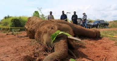 Kasus Kematian Gajah Tak Berkepala Dikawal Jurnalis di Aceh