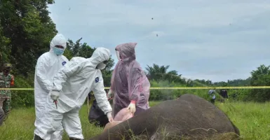 5 Pelaku Pembunuhan Gajah di Aceh Ditangkap