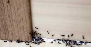 Banyak Semut di Dalam Rumah, Basmi dengan 3 Cara Jitu
