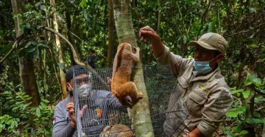 8 Ekor Kukang Dilepasliarkan di Kawasan Konservasi Riau