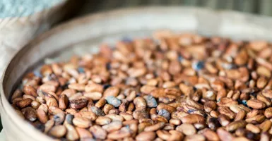 Meski Sepele, Khasiat Makan Kacang Koro Ternyata Mengejutkan