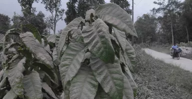 Merapi Muntahkan Awan Panas, Magelang Diguyur Hujan Abu