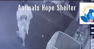 Gegara Anjing, ART Dilaporkan Polisi
