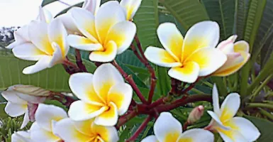 3 Manfaat Luar Biasa Kelopak Bunga Kamboja, Ampuh Obati Stres