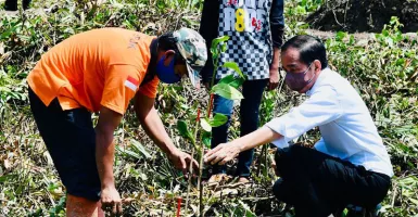 Hadapi Perubahan Iklim, Jokowi Targetkan 34 Ribu Hektare Mangrove