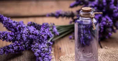 Mengenal Semerbak Wangi Lavender dari Ladangnya di Prancis