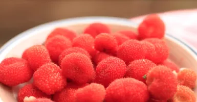 Menguak 5 Fakta Buah Kerben, Berry Asli Indonesia yang Langka