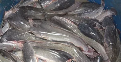 Puluhan Orang Menjadi Korban Investasi Ikan Lele, Kerugian Rp 4 M