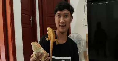 Bagaimana Cara Memelihara Reptil Bearded Dragon bagi Pemula?