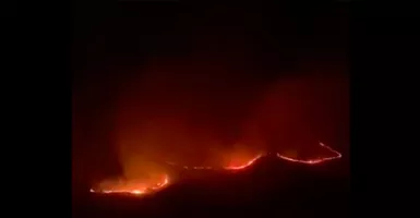 Kebakaran Terjadi di Pulau Rinca, Bagaimana Nasib Komodo?
