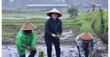 Aksi Puan Tanam Padi di Tengah Hujan, Akademisi Ini Bilang Begini