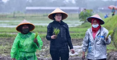 Peneliti Sorot Aksi Puan Maharani Tanam Padi saat Hujan, Telak!