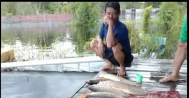 Ratusan Ikan Arwana Super Red Mati Diterjang Banjir di Kalbar